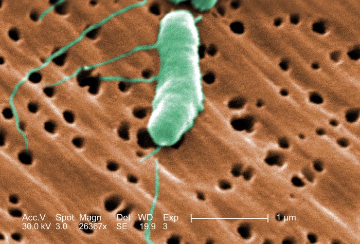 Microscopy Images