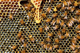 Bees and Honey Testing Laboratories