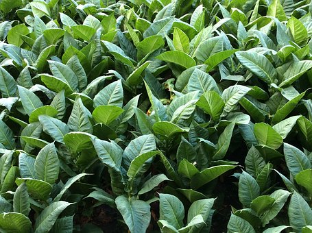 Tobacco Leaf Testing