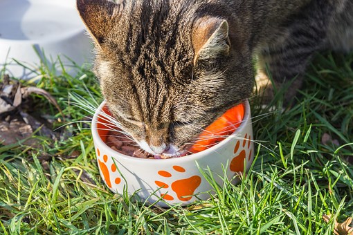 Cat Food Taurine Testing