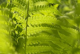 Herbals and Botanicals Testing