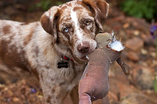 Dog Toy Durability Testing