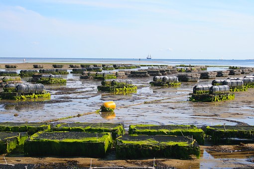 Oyster Farming Testing
